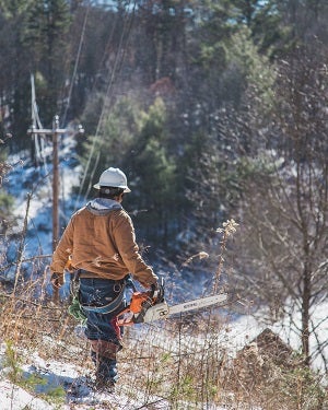 Tree Trimming